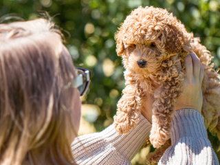 Cavapoo Cockapoo Cockerpoo Havapoo Maltipoo Pomapoo Doodle Pudel-Mix Welpen Züchter Zucht in Sachsen